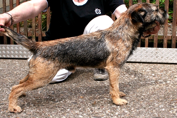 Osborn von der Border-Meute